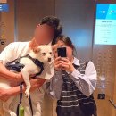 카시아 속초 호텔 애견동반숙소 추천 CJ온스타일 특가 혜택