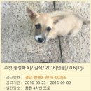 필유동물병원 네이버블로그