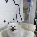 강릉 반려견 호텔 유치원 로젯펫살롱 세인트존스호텔점 | 강아지 미용 | 강릉 로젯펫살롱 세인트존스호텔점