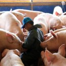 철제농장 이미지