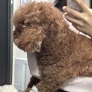 바라다 동물병원 네이버블로그