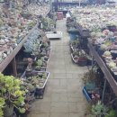 신세대다육