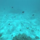 11260-4-10-14 | [모리셔스 신혼여행 H.14] 4일차 | 파라디스 비치콤버 액티비티 후기!