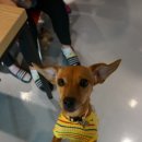 미나애견 이미지