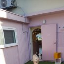 댕댕이 머리방 이미지