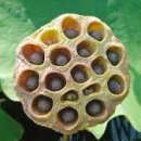 연자육(蓮子肉)효능과 사용방법 이미지