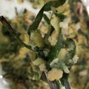 팔도본가콩나물국밥 이미지