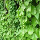 하늘담쟁이 이미지