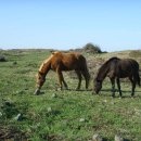 태조목장 이미지