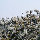 삼화2리 이미지