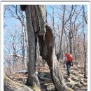 강원 평창 발왕산(1,458M)[2019/01/26] 이미지