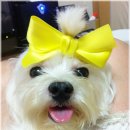 달샘 Daum카페