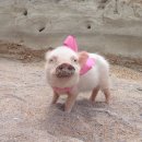 Pig 이미지