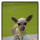 도도애견샵 이미지