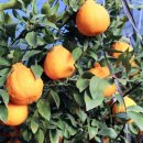 내혜홀농장 이미지