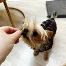 멍멍스푼 이미지