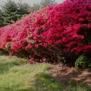 철쭉동산 이미지