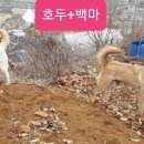 호두가족 이미지