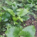 문명농장 이미지