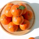 양대농장 | [공구open] 새콤달콤 끝내줘요!! &lt;무농약 오하라베니 귤&gt;