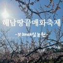 해남땅끝매화축제 보해매실농원 다녀온 후기