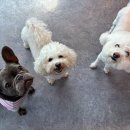 댕스럽개 이미지