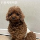 신흥동물병원 이미지