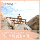 캘리그라피(야간) | 2025 서울억새축제🌾하늘공원 &#39;억새, 빛으로 물드다&#39; 현장 후기