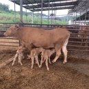 쌍둥이축산2 이미지