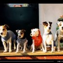 The video and the song of JRTs ... off course is evident that the video was made in USA ... Because presenting long and short legged dogs and are all 이미지