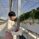 삼남로 | 먹으면서 따는 평택 딸기체험 농장 딸기하우스 안산 딸기체험 재방문 후기 (주차, 예약 팁)