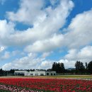 🌸가족,연인, 친구 여행, 꽃 구경: 2025 제주 보롬왓 튤립 축제 완벽 가이드 🌸
