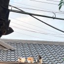푸른장여관 네이버블로그