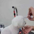 황애견 이미지