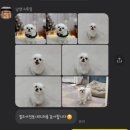 빅 그루밍 | 순천애견미용 잘하는곳 :: 가위컷 전문 낭만그루밍
