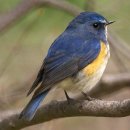 【유리딱새(Tarsiger cyanurus)】 「등 부위가 유리(瑠璃)와 비슷한 검푸른 빛깔」 이미지