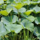 연근농장 이미지