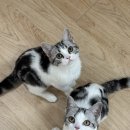 라마지샤 이미지