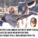 한국의 토종개 (생소한 녀석들도 있습니다) 이미지