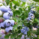 기덕농장 이미지