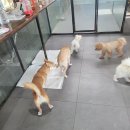 피터펫 이미지