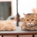 춘천 고양이집 이미지