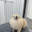 퍼피팸퍼 이미지