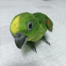 꼬야네