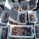 영일1호 이미지