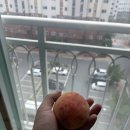 나의달콤한상자 | [계절의 결과] 상자를 열자마자 달콤한 향이 가득, 크기까지 균일하고 신선한 황도복숭아