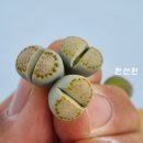 그린농장(GREEN) 이미지