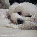 펜디멍 네이버블로그