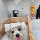 한결강아지미용실 이미지