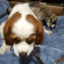 쥬펫코리아 이미지